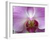 Orchid IV-Ricki Mountain-Framed Art Print