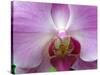 Orchid IV-Ricki Mountain-Stretched Canvas