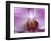 Orchid IV-Ricki Mountain-Framed Art Print