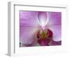 Orchid IV-Ricki Mountain-Framed Art Print