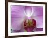 Orchid IV-Ricki Mountain-Framed Art Print