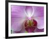 Orchid IV-Ricki Mountain-Framed Art Print