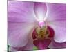 Orchid IV-Ricki Mountain-Mounted Art Print