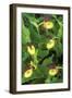 Orchid Ladyos Slipper-null-Framed Photographic Print
