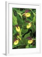 Orchid Ladyos Slipper-null-Framed Photographic Print