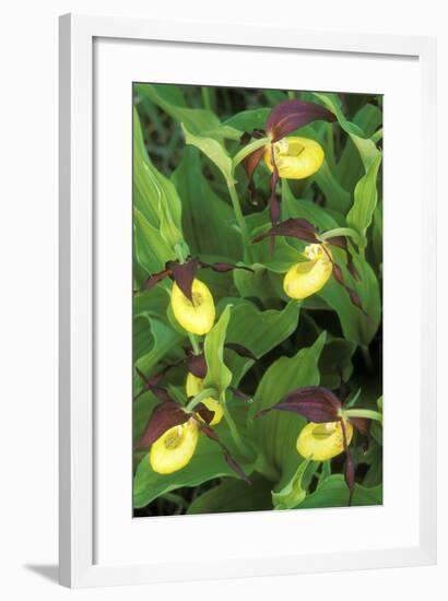 Orchid Ladyos Slipper-null-Framed Photographic Print