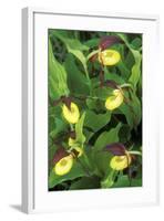 Orchid Ladyos Slipper-null-Framed Photographic Print