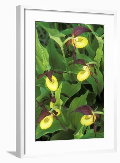 Orchid Ladyos Slipper-null-Framed Photographic Print