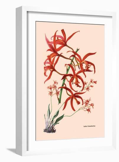 Orchid: Laelia Cinnabarina-null-Framed Art Print