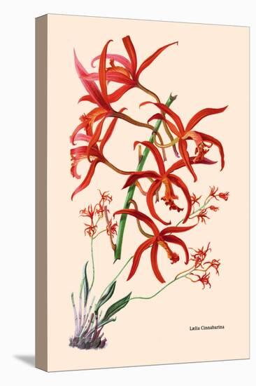 Orchid: Laelia Cinnabarina-null-Stretched Canvas