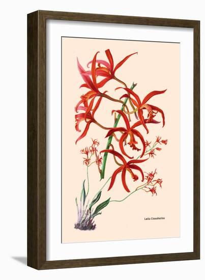 Orchid: Laelia Cinnabarina-null-Framed Art Print