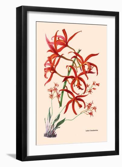 Orchid: Laelia Cinnabarina-null-Framed Art Print