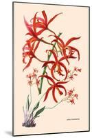 Orchid: Laelia Cinnabarina-null-Mounted Art Print