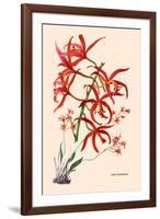Orchid: Laelia Cinnabarina-null-Framed Art Print