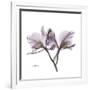 Orchid Lavender-Albert Koetsier-Framed Premium Giclee Print