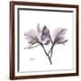 Orchid Lavender-Albert Koetsier-Framed Premium Giclee Print