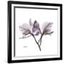 Orchid Lavender-Albert Koetsier-Framed Premium Giclee Print