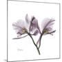 Orchid Lavender-Albert Koetsier-Mounted Premium Giclee Print