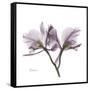 Orchid Lavender-Albert Koetsier-Framed Stretched Canvas