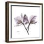 Orchid Lavender-Albert Koetsier-Framed Premium Giclee Print