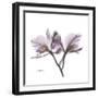 Orchid Lavender-Albert Koetsier-Framed Premium Giclee Print