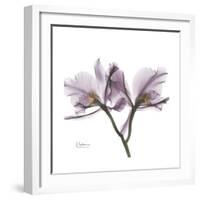 Orchid Lavender-Albert Koetsier-Framed Premium Giclee Print