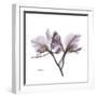 Orchid Lavender-Albert Koetsier-Framed Premium Giclee Print