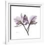 Orchid Lavender-Albert Koetsier-Framed Premium Giclee Print