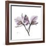 Orchid Lavender-Albert Koetsier-Framed Premium Giclee Print