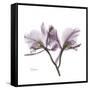 Orchid Lavender-Albert Koetsier-Framed Stretched Canvas