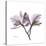 Orchid Lavender-Albert Koetsier-Stretched Canvas