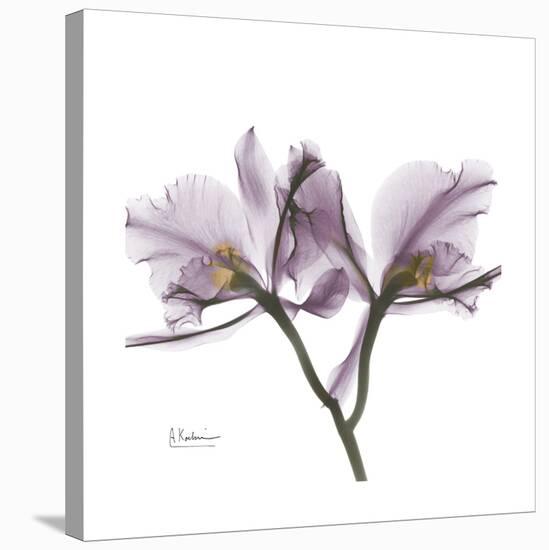 Orchid Lavender-Albert Koetsier-Stretched Canvas