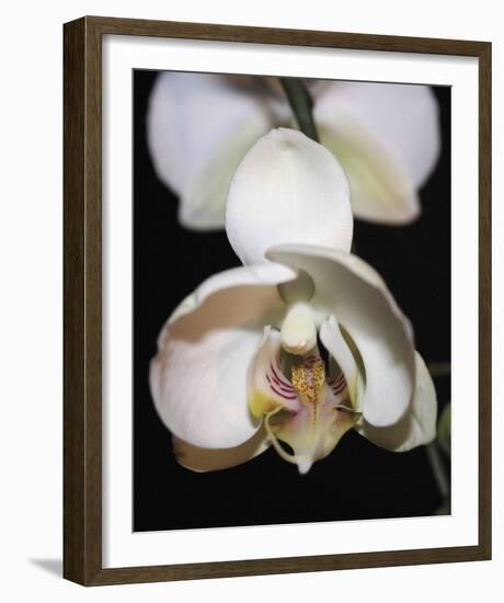 Orchid Light - Bud-Tony Koukos-Framed Giclee Print