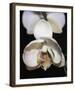 Orchid Light - Bud-Tony Koukos-Framed Giclee Print