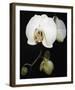 Orchid Light - Floret-Tony Koukos-Framed Giclee Print