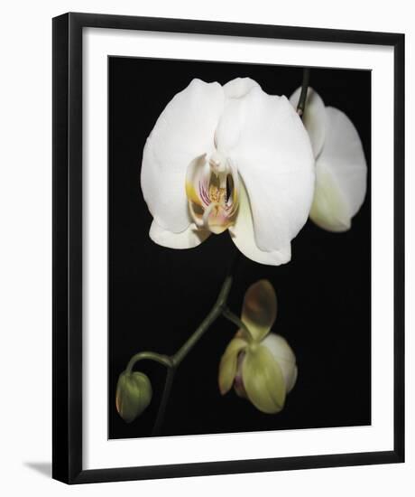 Orchid Light - Floret-Tony Koukos-Framed Giclee Print