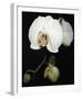 Orchid Light - Floret-Tony Koukos-Framed Giclee Print