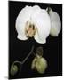 Orchid Light - Floret-Tony Koukos-Mounted Giclee Print
