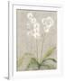 Orchid Light-Cheri Blum-Framed Art Print