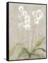 Orchid Light-Cheri Blum-Framed Stretched Canvas