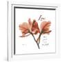 Orchid Love-Albert Koetsier-Framed Premium Giclee Print