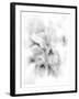 Orchid Magena-Maria Trad-Framed Giclee Print