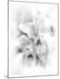 Orchid Magena-Maria Trad-Mounted Giclee Print