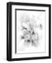 Orchid Magena-Maria Trad-Framed Premium Giclee Print