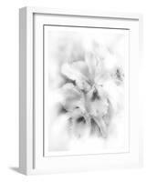 Orchid Magena-Maria Trad-Framed Giclee Print