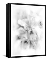 Orchid Magena-Maria Trad-Framed Stretched Canvas