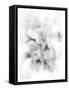 Orchid Magena-Maria Trad-Framed Stretched Canvas