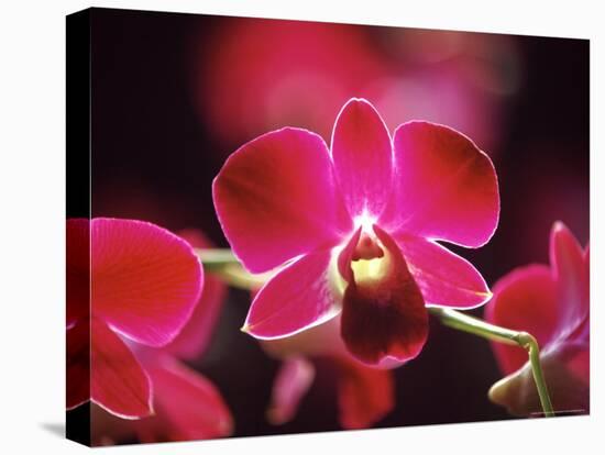 Orchid, Malaysia-Michele Molinari-Stretched Canvas