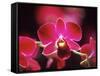 Orchid, Malaysia-Michele Molinari-Framed Stretched Canvas