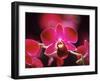 Orchid, Malaysia-Michele Molinari-Framed Photographic Print